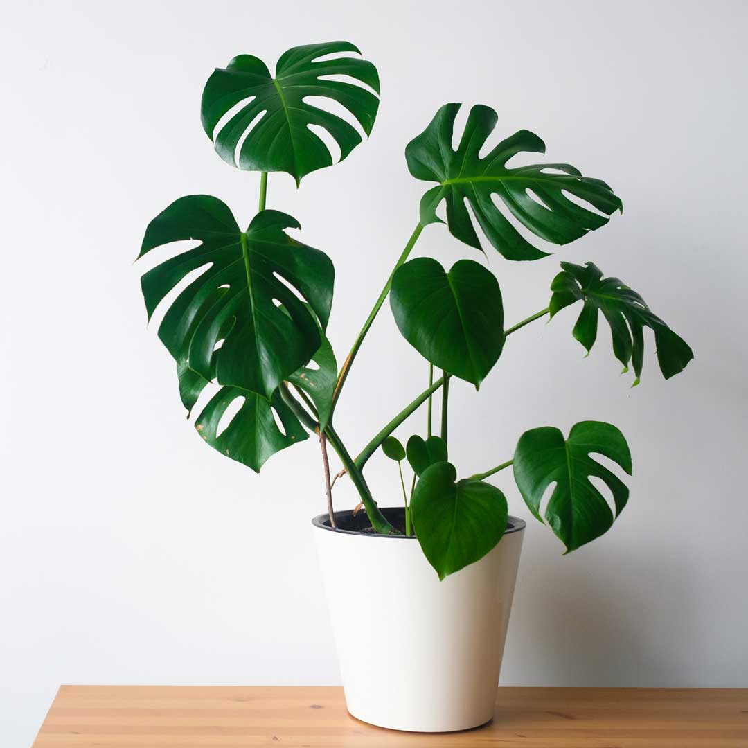 monstera-flower-in-a-white-pot-stands-on-a-wooden-2021-09-04-07-45-45-utc.jpg