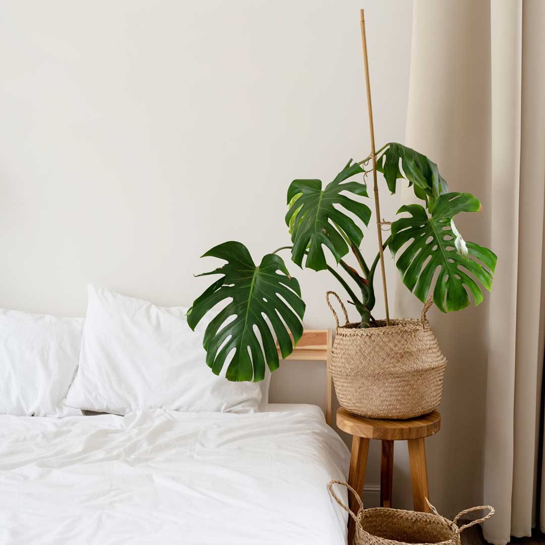 space-at-home-with-bed-monstera-and-laundry-baske-2022-05-19-04-04-06-utc.jpg